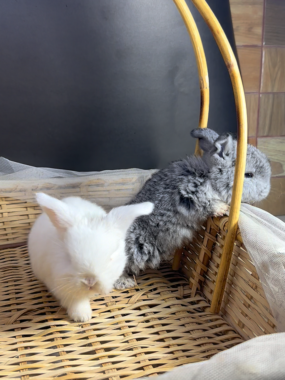 Cute White & Grayish White CottonBunnies 🌸🐇 #bunny #rabbits #rabbitsoftiktok #bunnies #bunniesoftiktok #thecottonbunnies #bunniesoftiktok  #rabbitfeed #feeding #feedingtime #bunny #bunnylove #babybunny #babybunny🐰 #kitten #babiesoftiktok #cutebunny #feedingtime #rabbitfeeding #hollandlops #bunnylove #bunnylife #bunnyears #petlovers #petlovers2 .0 #thecottonbunnies #petlove #pet lover #bunnyworld  #rabbitlifestyle #bunniesofinstagram #cuterabbits #fluffybunnies #bunnies #bunnylove #bunny #bunnylovers #bunniesworldwide #rabbitlife #fyp #cutie #cuterabbits #bunniesoftiktok 