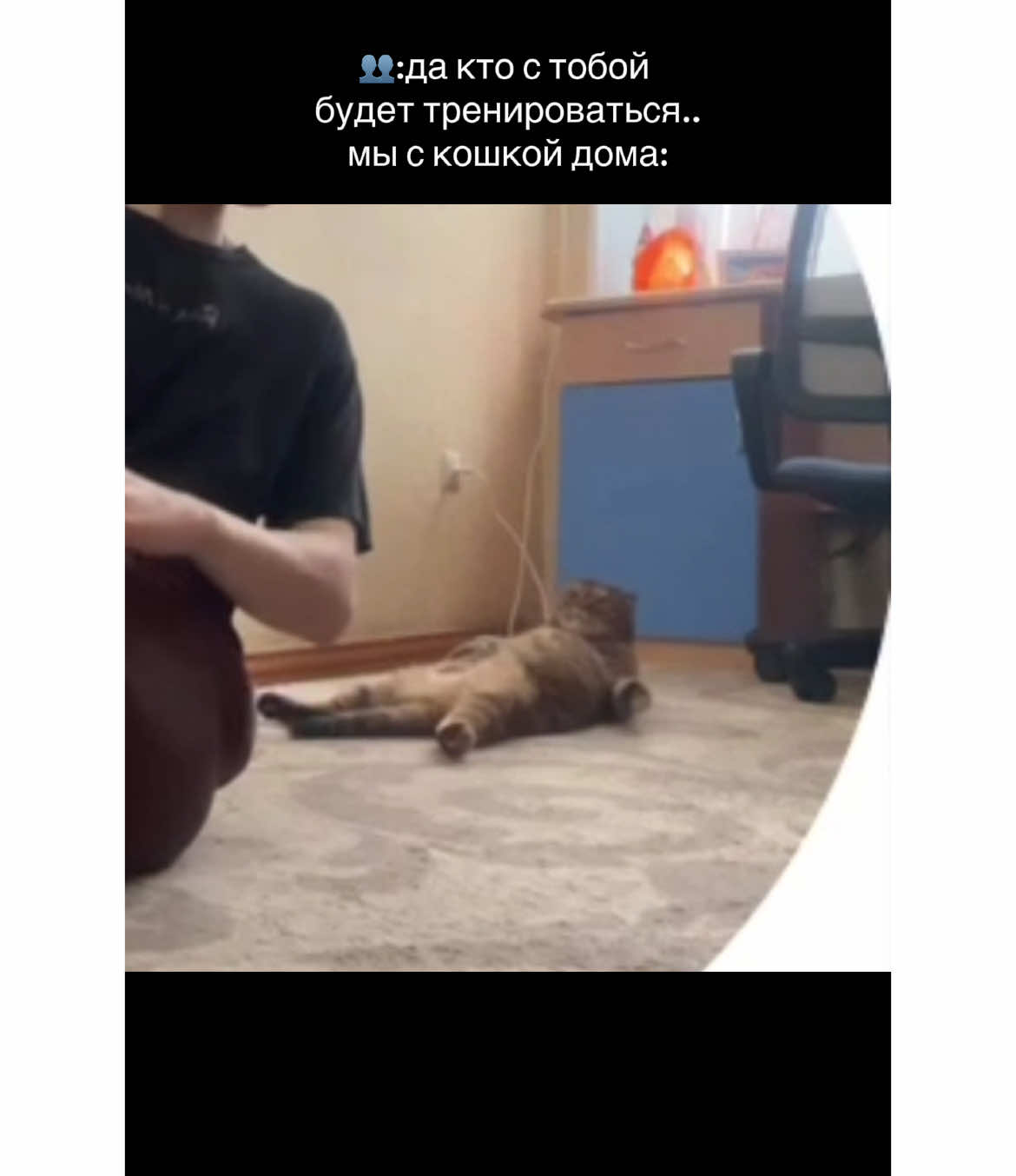 кошачий тренер дорого