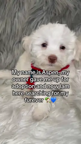 **UPDATE - I have found my furever home❣️** Thank you for all the shares❣️ Location: Richmondhill, Ontario 🇨🇦  #sadstory #fureverhome #havenese #puppylove #fyp #creatorsearchinsights #PuppyJourney 