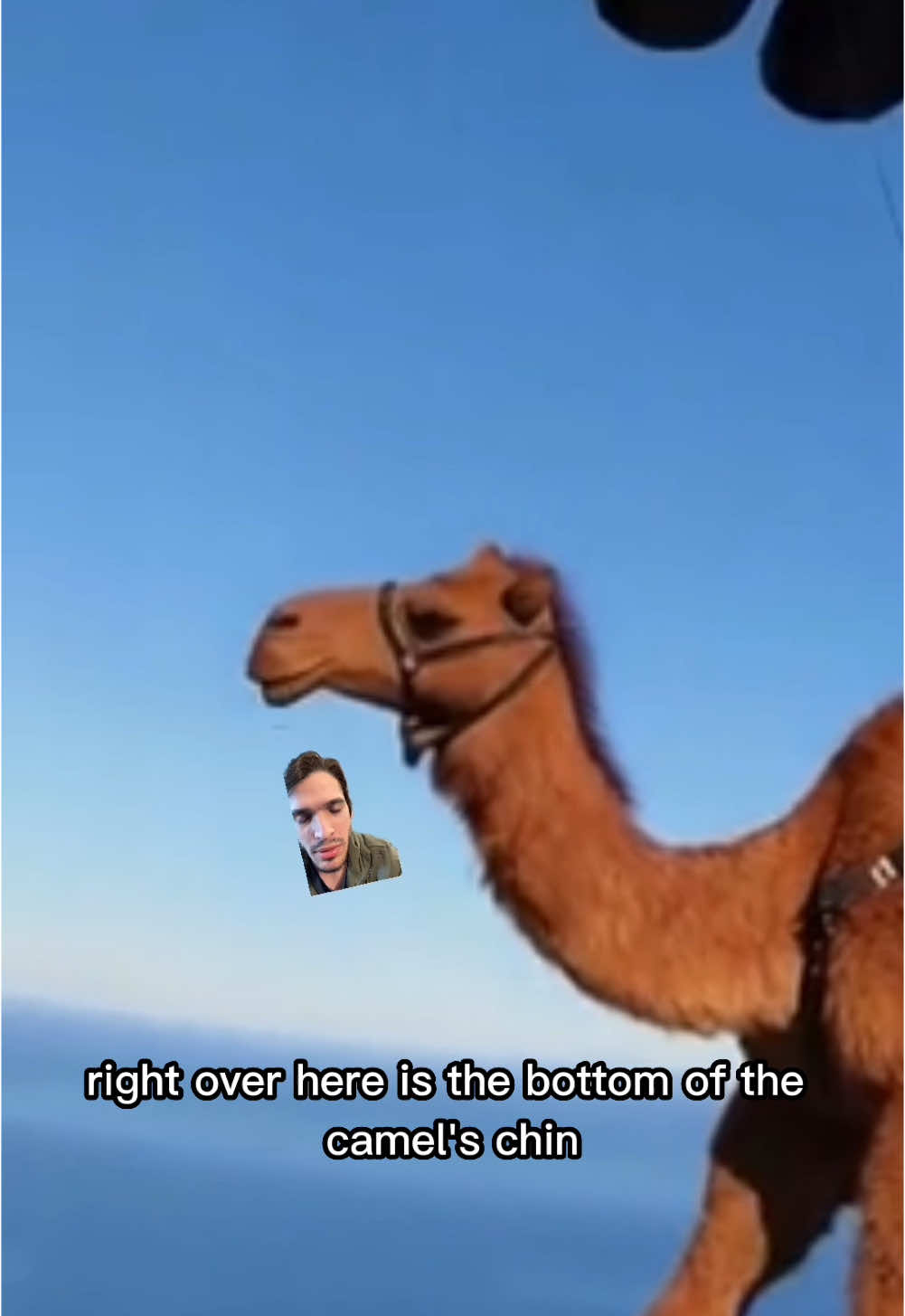 Replying to @lilly crashing out because we are officially cooked #camel #ai #touchgrass 