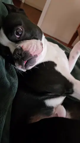 Rocky the Terrier after having a long walk in the park. #ilovemybostonterrier #alabama 
