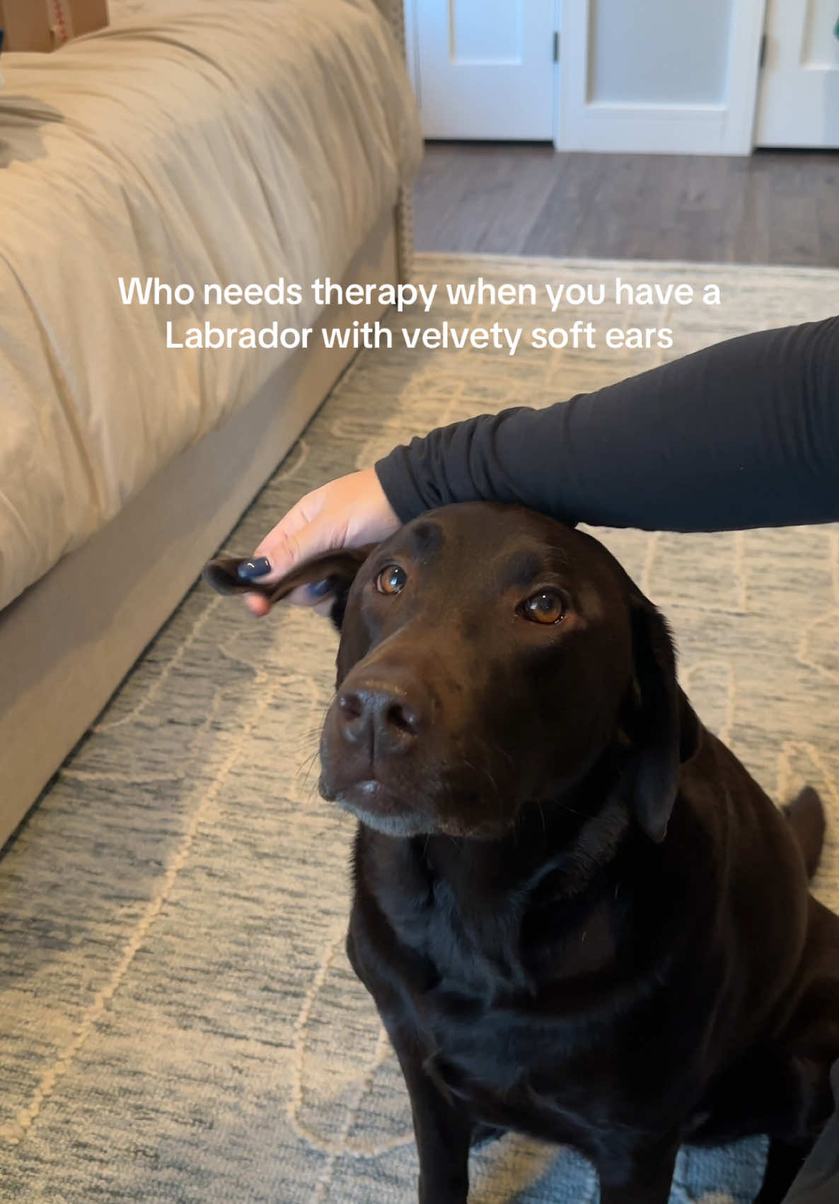 Stress ball? No. Labradors velvety ears? Yes #labrador #labradorretriever #labradorsoftiktok #labradorlife #labradors #labradorlover #chocolatelab #chocolatelabrador #chocolatelabsoftiktok #chocolatelabs #dog #dogsoftiktok #fyp #funny