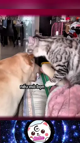 Này thì hát dở#meomeo24h #fyp 