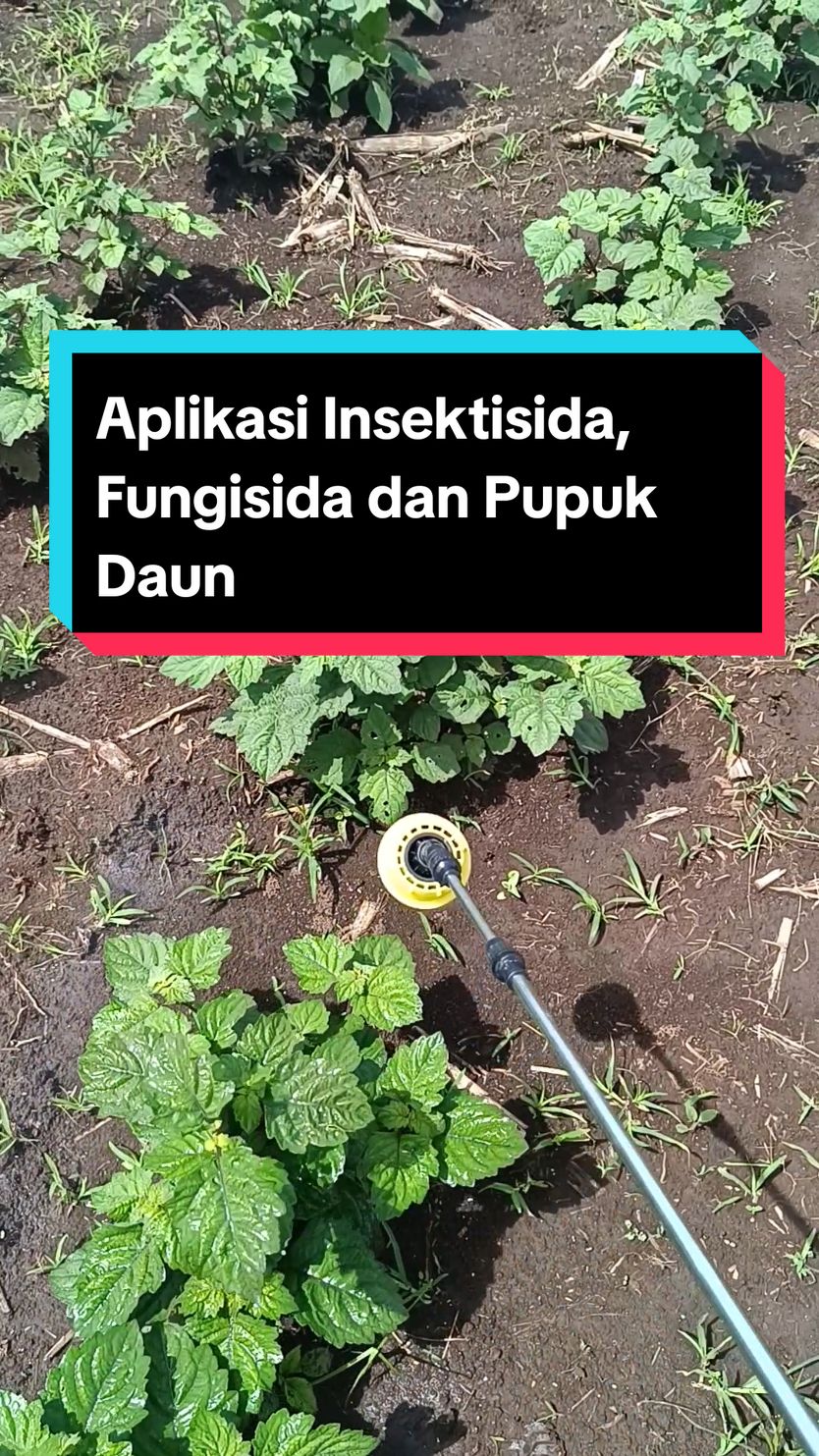 Aplikasi Fungisida, Insektisida sekaligus pemberian Nutrisi apda tanaman Nilam🌱 #nilam #petaninilam #pucuknilam 