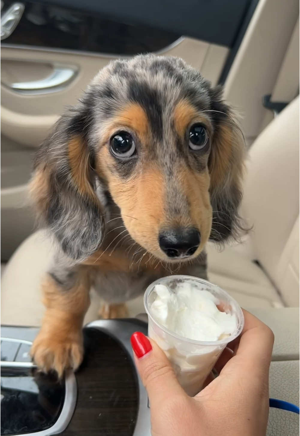 Just had my first pup cup 🍦 #fyp #minidachshund #viralvideo #puppy #dappledachshund #doxie #viral #pupcup #dachshund 
