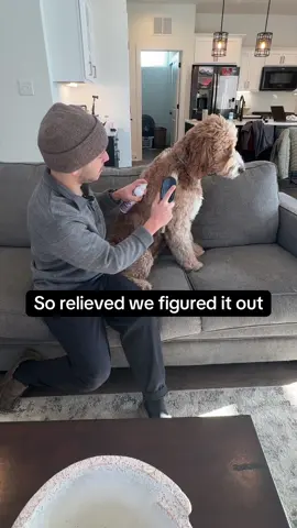 finally able to prevent my dog getting shaved down #doggrooming #doggroomer #doggroomersoftiktok #matteddog #goldendoodle #dogsoftiktok  