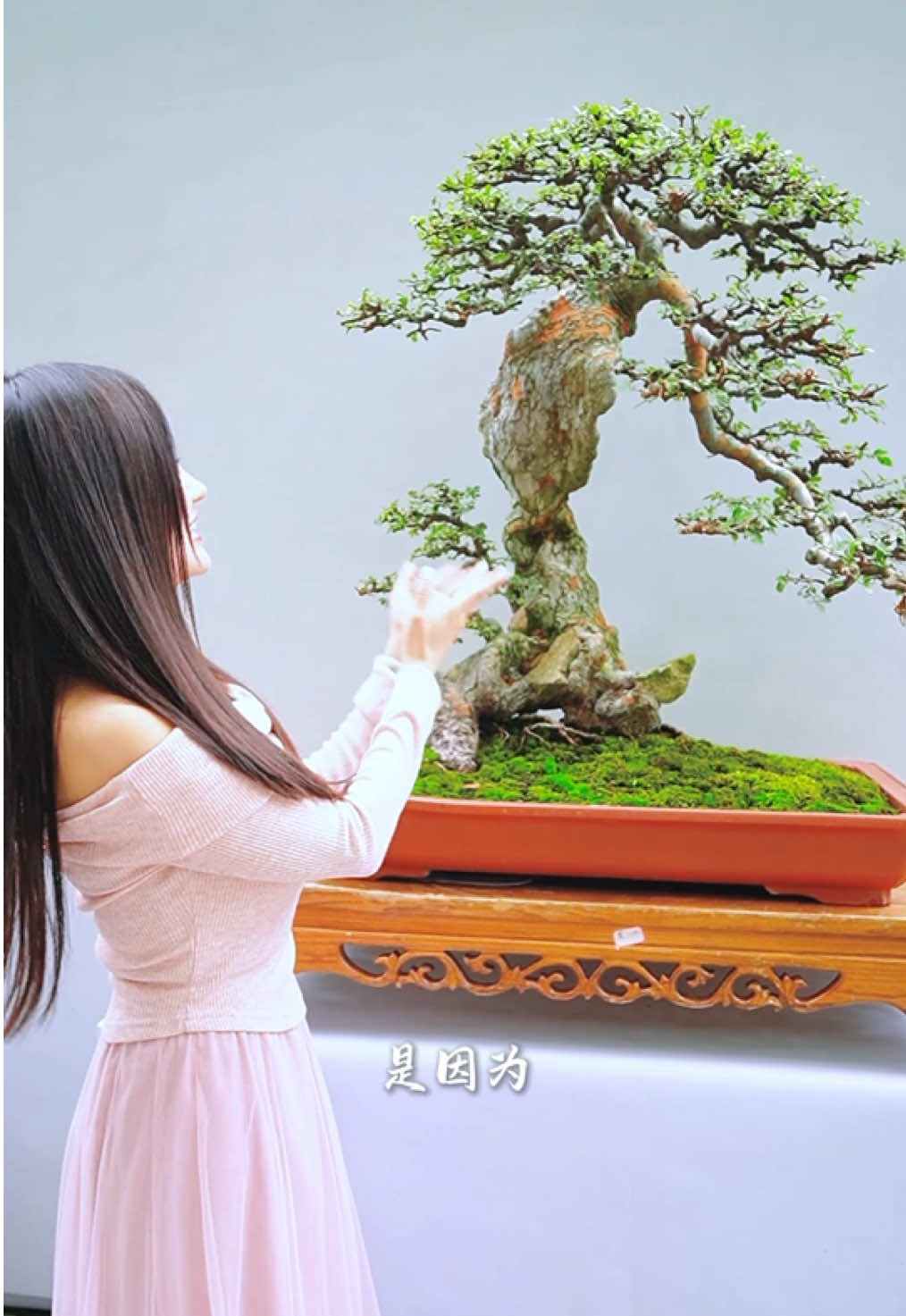 Bonsai Lĩnh Nam #bonsailinhnam #bonsaitrunghoa  #bonsai  #caycanh 