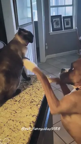 Cat vs Dog!!😂😂🐱#funnycats #funnyanimals #funnypets  #cat #cats  #fyp #animals  #orangecat  #funnyvideo #pet #pets #funny 