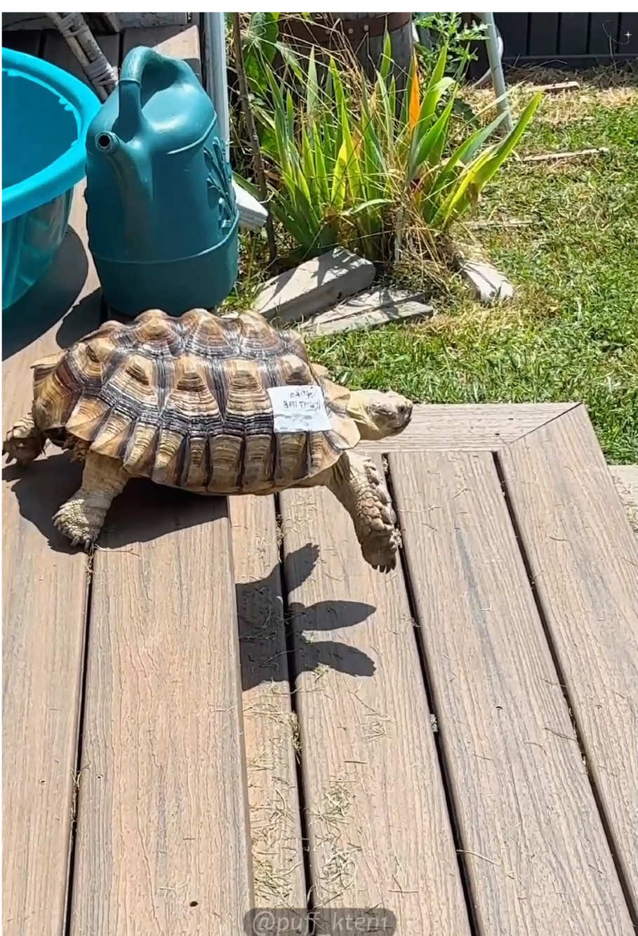 Funny Turtle  🐢 #turtle #pet #funny 