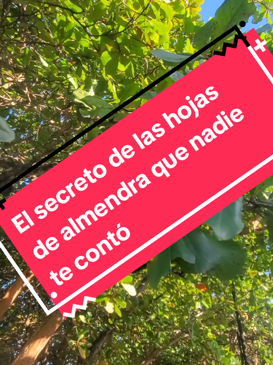 El secreto de las hojas de almendra que nadie te contó 🤯 #bajadepesonatural  #quemargrasa  #trucosencasa 