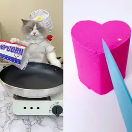 #xh #cat #pet #catfunny #viral #fyp #foryou #