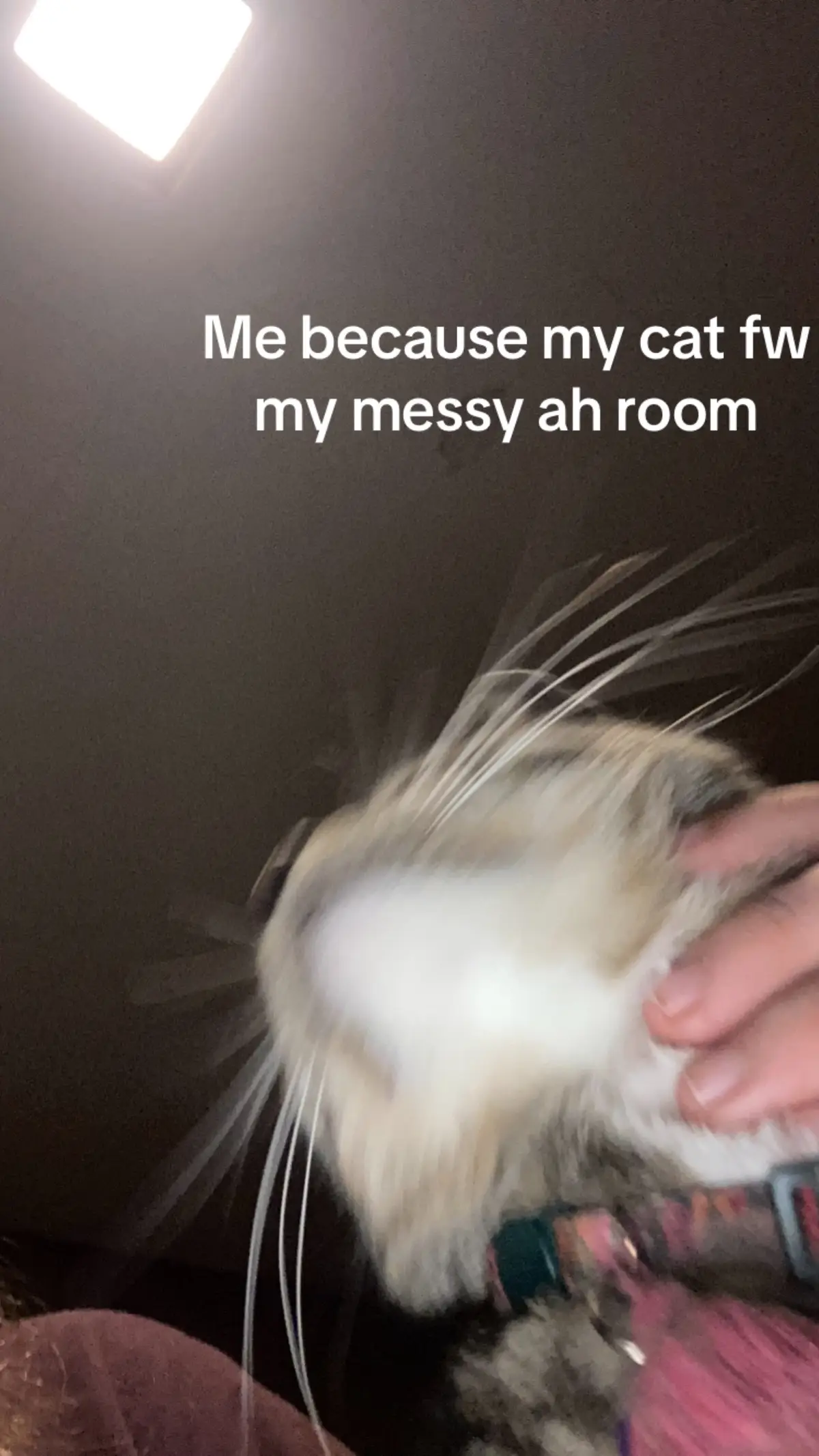 She’s so cute but she can’t explore in there #catsoftiktok #cat 