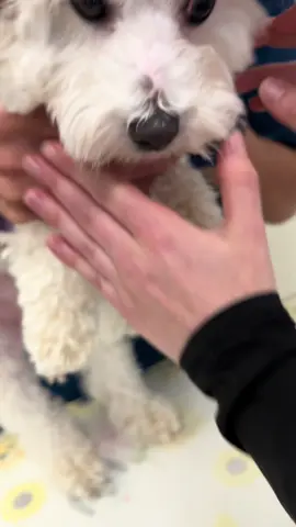 Applying eye medication isn’t as easy as you would think! #drtom #veterinarian #SecondChanceForPets #NonprofitVeterinaryCare #GivingBack #veterinariansoftiktok #fyp #vetmed #patienceformypatients #dog #dogsoftiktok #dogoftheday 