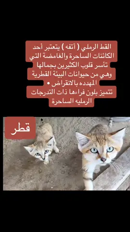القط الرملي ( أتفه ) يتعتبر أحد الكائنات الساحرة والغامضة التي تأسر قلوب الكثيرين بجمالها وهي من حيوانات البيئة القطرية المهدده بالانقراض • تتميز بلون فراءها ذات التدرجات الرمليه الساحرة #قطر 