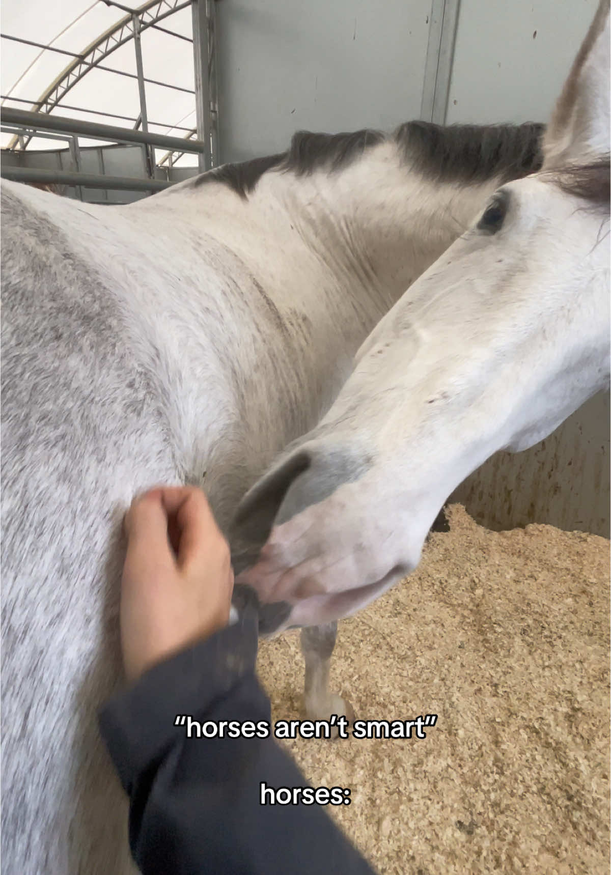 itchy girl! #horses#funny#equestrian#cutehorses#fyp#fypシ