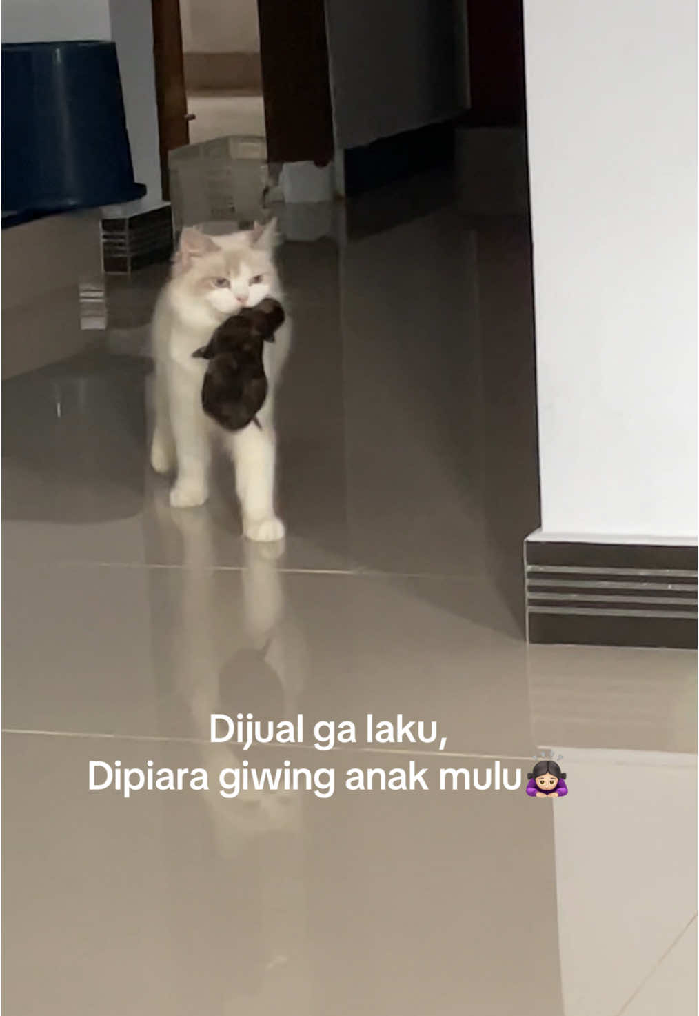 #fyppppppppppppppppppppppp #catlover #kucingtiktok #masukberanda 