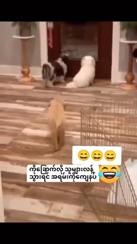 #ยว💓💓💓💓💓💓💓😻😻😻😻😻😻 #ล่าเถียว #ล่าเถียว #ล่าเถียว #