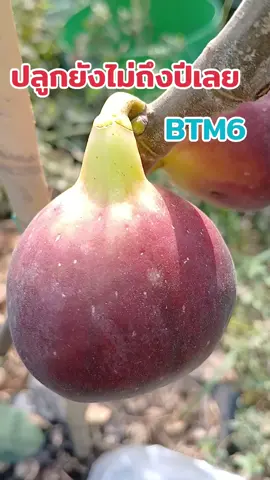 ต้นมะเดื่อฝรั่ง BTM6 ซื้อมาปลูกยังไม่ถึงปีเลย ต้นเล็กๆ แต่ลูกใหญ่เบ้อเร่อ #มะเดื่อฝรั่ง #tiktokshop #นายหน้าtiktokshop #tiktok #tiktokuni #รู้จากtiktok #ปลูกเองกินเอง 