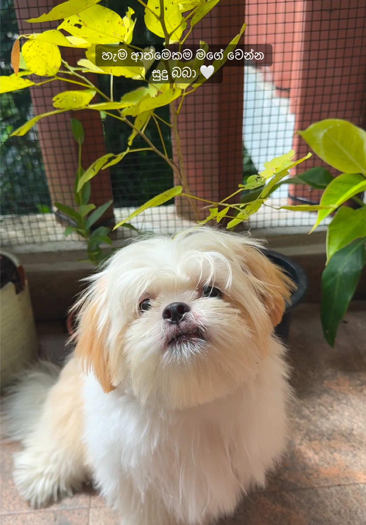 හැමදාම මගේ වෙන්න... 🥺🤍 #සුදුබබා #shihtzu #fluffy #puppy #tiktok #dog #fyp #funny #fypシ #fyppppppppppppppppppppppp #srilankan_tik_tok🇱🇰 #viral #pet #viralvideo #viral_video #funnyvideo #dogsofttiktok #PetsOfTikTok #sudubabashihtzu 