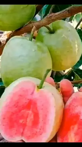 Bibit jambu kristal merah tanpa biji (jambu biji tanpa biji) #benih #bibit #buah #buahbuahan #tanaman #tabulampot #jambu #berkebun 