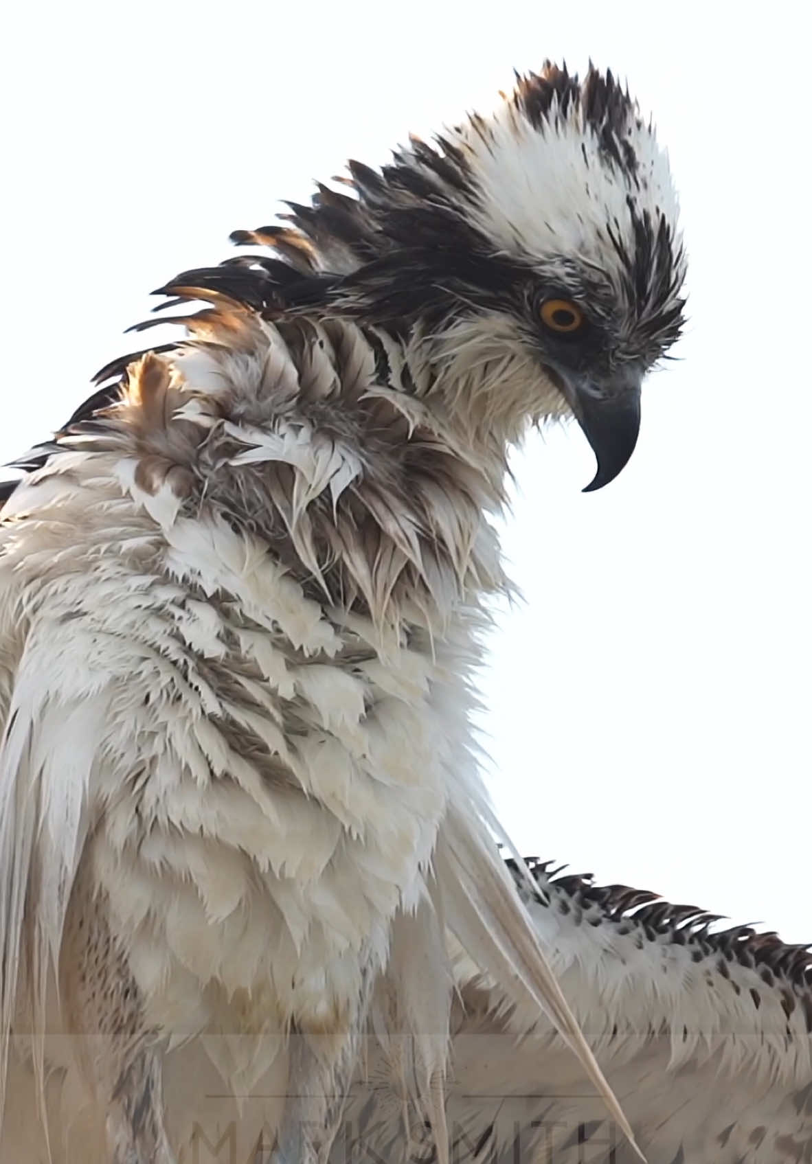 Yesterday I posted some still images of an Osprey who uses a tiny pole to perch. This bird sits on one of these poles daily. The poles were put there to prevent cars from hitting birds when they fly over the bridge. It has been a huge success in reducing the bird-car fatalities significantly. I’ve always been amazed at how the Osprey can sit on this tiny pole. The image I posted yesterday shows exactly how in great detail. It’s amazing how animals adapt. #osprey #florida #birdsoftiktok #birdsofprey #chill 