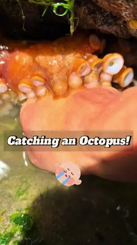 🐙 Catching an Octopus and he's eating a living crab or something..?!!🤮🤯😱🤣 #octopus #octopus🐙 #crab #octopuscatching #woow #disgusting #funnytiktok #funnyy