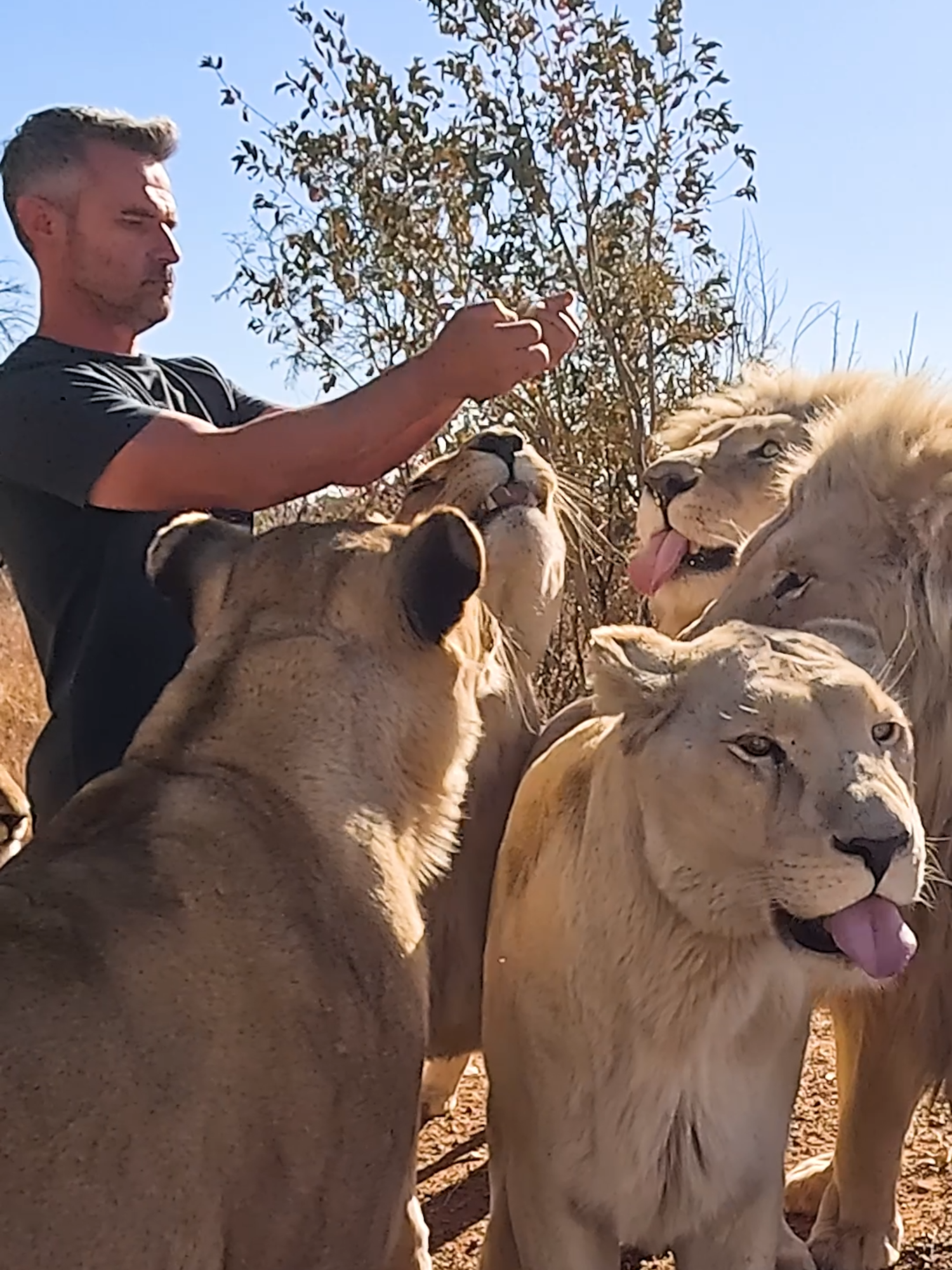 Feeding Eggs to LIONS. Kevin Richardson gives boiled eggs to Thor's Pride of 6 lions as a treat #catsoftiktok #heartwarming #wildanimals #nature #lionking