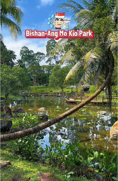 A park in the heart of the Singapore city, filled with natural wildlife, not only attracts people, but the wildlife itself also appears to testify to its beauty. How to get there:  Take bus 262 from Ang Mo Kio MRT (Red Line) and alight after two bus stops. #bishanangmokiopark  #bishanpark  #angmokiopark  #singaporeplacestogo  #exploresg🇸🇬  #visitsingapore  #nparks  #nparksbuzz  #nparkssg  #cityinnaturesg  #natureincity  #heronsg  #heron 