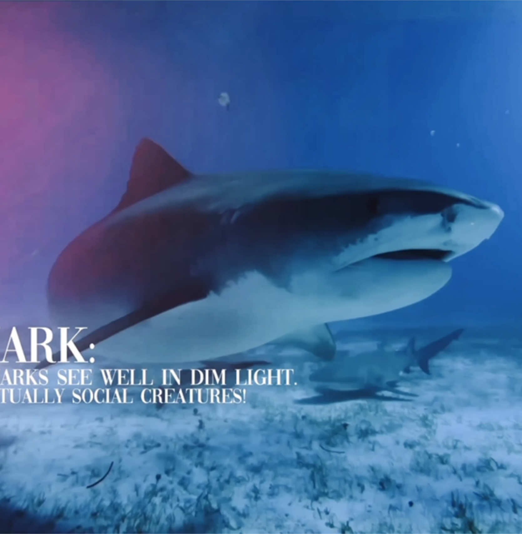 Pt.6! Sharks 🦈🪸 || Thank you so much for 200k on the big cat video! || #edit #foryou #fyp #sharks #sharkedit #beautiful #cutesharks #wild #bigsharks #bigedit #fyp #bigsharksoftheworld #bigsharkedit #education #funfacts 