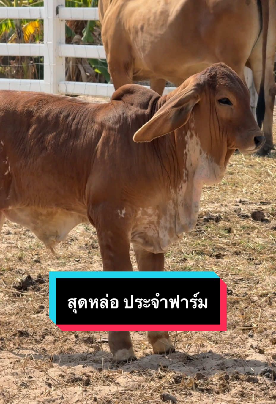 พระเอกประจำฟาร์ม น้องร็อคกี้ 😄 #บราห์มันเลือดร้อย #ศรีสุขฟาร์มยโสธร #อเมริกันบราห์มัน 