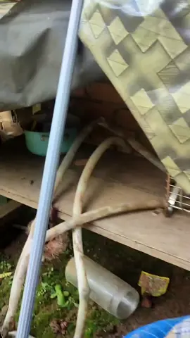kucing kelen ada yang se pekok ini gaaaakkk🙃 #lucu_ngakak #fypシ゚viral #CapCut 