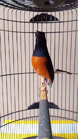 CAKRA Materi:tengkek,kenari,lovebird,ciblek,tepus. https://wa.me/62895333335559 Lokasi surabaya selatan.  #fyp #fypage #muraibatu #muraibatuindonesia #trending #burung