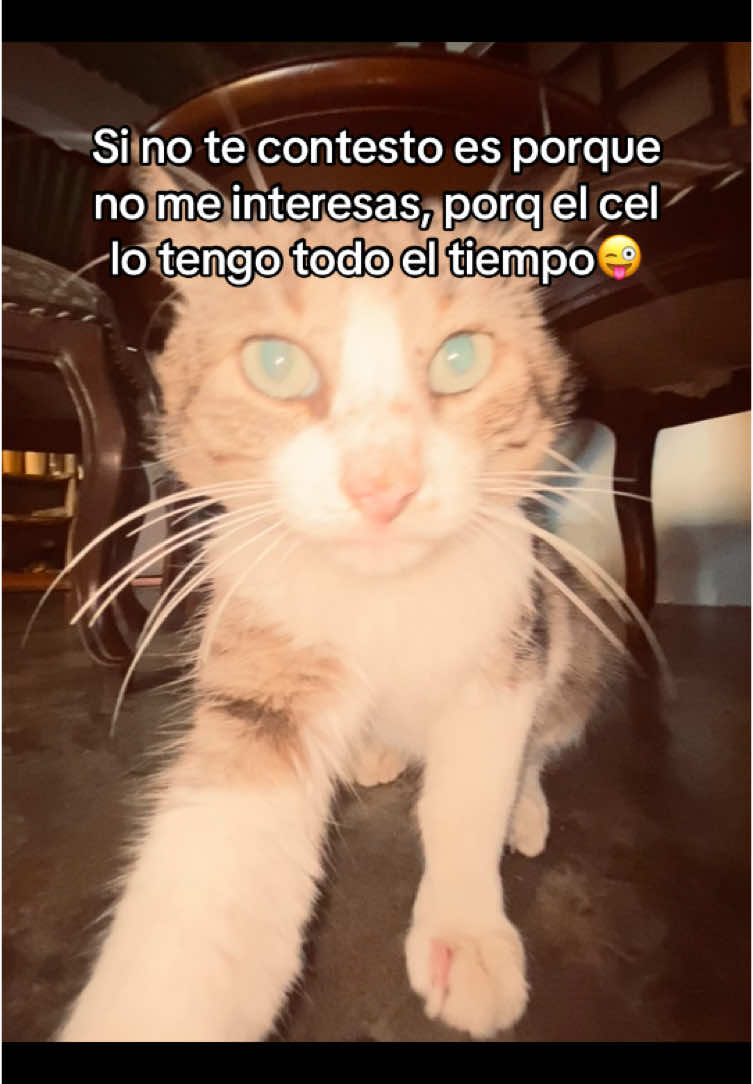 Frase del dia #miaumiau🐈 #🐈 #gatos #paratiiiiiiiiiiiiiiiiiiiiiiiiiiiiiii #frasesmotivadoras #🐈‍⬛ #viralllllll #fyp #viral_video #indirectasparaelmundo #gatostiktok #