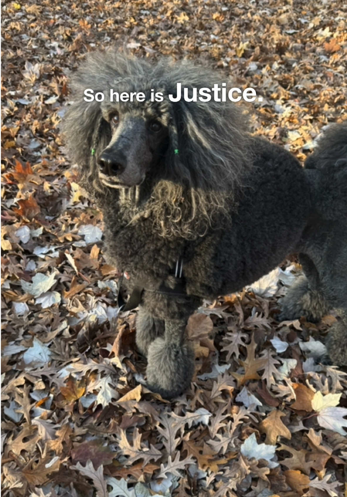 You asked for Justice… well, here he is! 🐶⚖️ Federal employees, we’ve got your back! Drop a 🐶 in the comments if you want to see more of Justice! #JusticeForFederalEmployees #StandardPoodle #FederalEmployeeRights” For hashtags, here’s a mix to boost visibility and engagement: #JusticeForFederalEmployees #FederalEmployees #KnowYourRights #AttorneyLife #DogTok #StandardPoodle #LegalTikTok #WorkplaceRights #EmploymentLaw #CivilService #FluffyLawyer #PoodleLife #JusticeIsServed