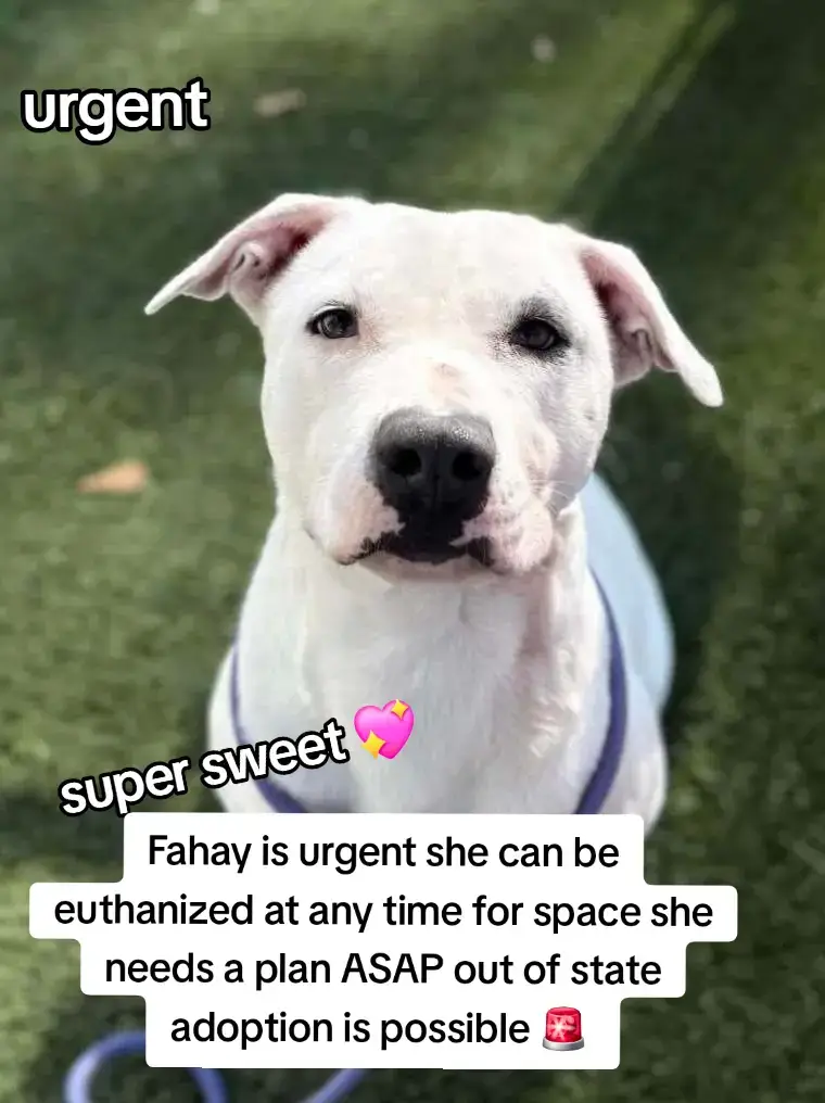 FAHAY IS URGENT SHE CAN BE EUTHANIZED AT ANY TIME AT HARRIS COUNTY PET'S SHELTER IN HOUSTON TX. PLEASE CONSIDER FOSTERING IF YOU ARE UNABLE TO ADOPT. IF YOU CAN FOSTER OR ADOPT PLEASE APPLY @RESCUE DOG ARMY APPLICATION IN BIO ASAP  🚨🚨🚨🚨🚨 OUT OF STATE ADOPTION IS POSSIBLE.  NAME FAHAY.  ID #A630521 . 3D05. VOLUNTEERS NOTES 📝  Super calm inside her kennel.  easy to leash.  walks really well on a leash.  Not reactive towards other dogs when passing their kennels.  seems potty trained.  low energy level.  would be a great candidate for apartment living.  knows how to sit.  takes treats very gently.  she's super laid back.  couch potato vibes.  loves being petted.  she's a velcro dog for sure.  seems like a very sedentary girl.  loves the baby talk.  At first she was shy but come out of her shell very quickly.  overall, a super sweet, calm, and loving girl.  FAHAY IS URGENT IF YOU CAN FOSTER OR ADOPT PLEASE APPLY @RESCUE DOG ARMY APPLICATION IN BIO ASAP 🚨  OUT AN APPLICATION IS POSSIBLE.  PLEASE MESSAGE ME IF YOU HAVE ANY QUESTIONS.  ADDRESS.  HARRIS COUNTY PET'S SHELTER.  612 CANINO RD IN HOUSTON TEXAS.  #adopt #foster #rescue #harriscountypets #resuedogarmy #FYP #euthlist #SAVE 