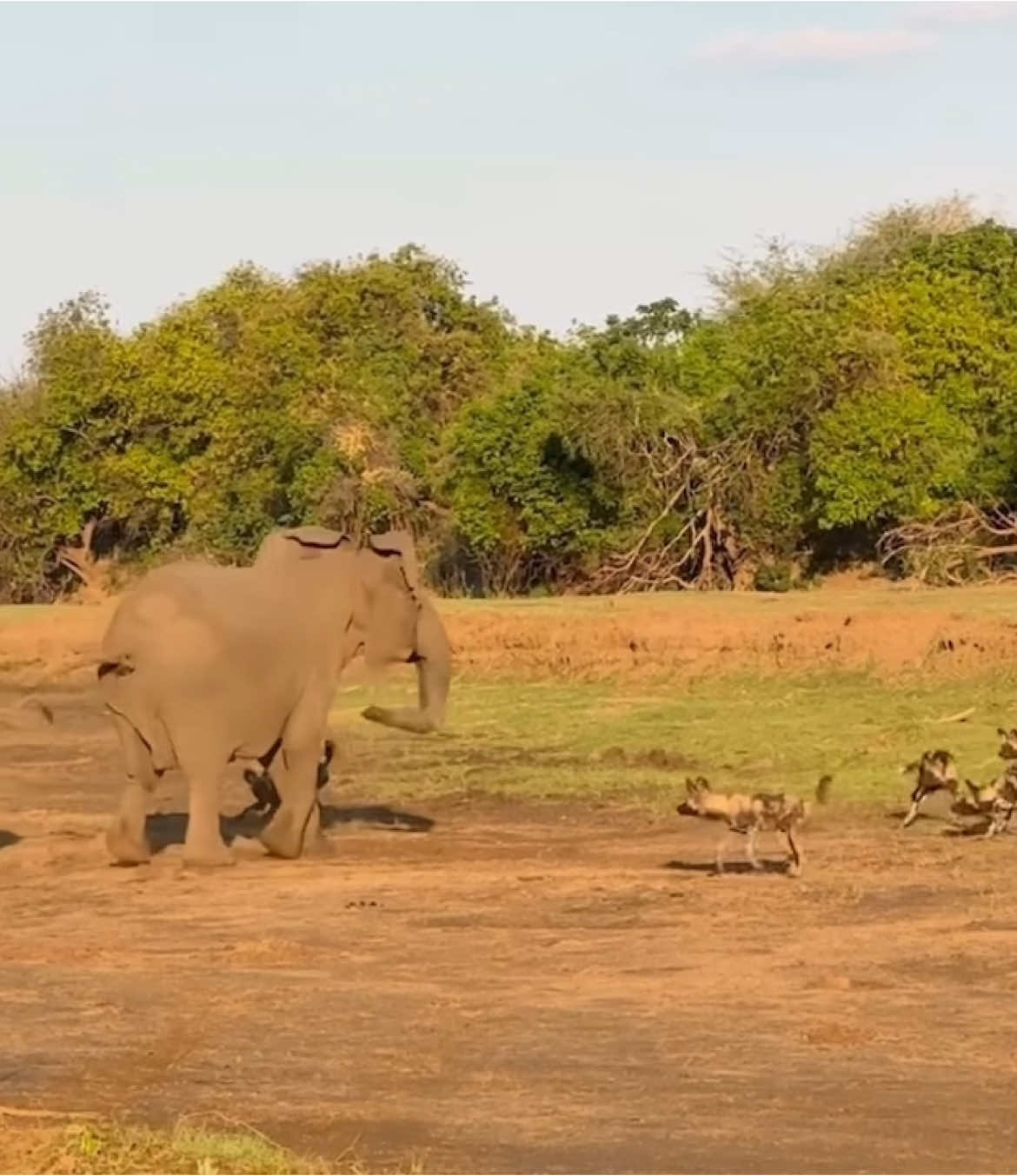 Not your every day sighting!  #africanwildlife #wildlife #safari #gamedrive #elleafricasafaris #elleafricasafari #elephant 