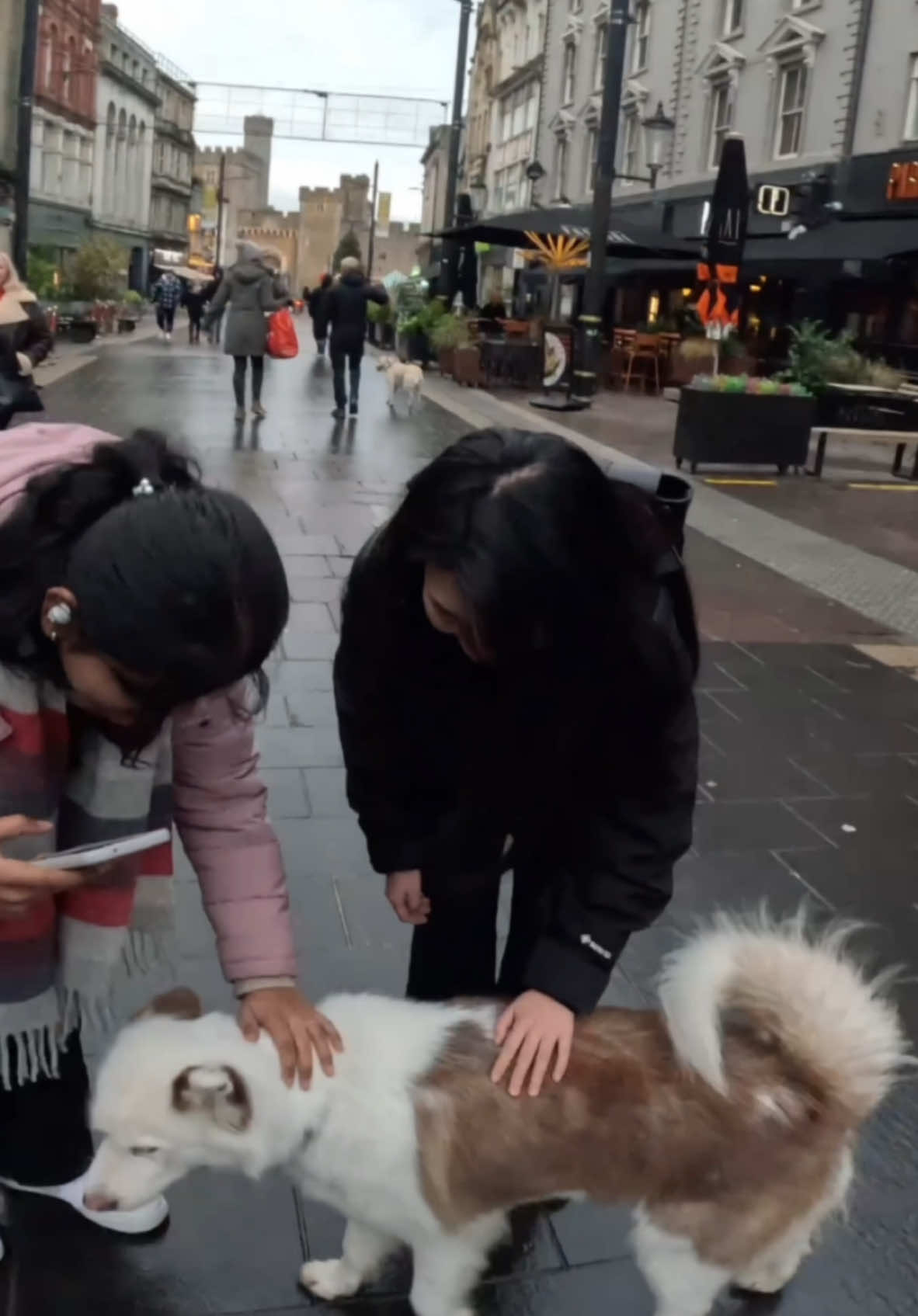 Interactions with my dog!!  #husky #Wales #dogsoftiktok #viral #instagram #famous #fyp #foryou 