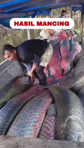 review Hasil mancing ikan arapaima di sungai amazon #arapaima #ikanpredator #ikanmonster #ikanunik #mancing #memancing #hewanair 