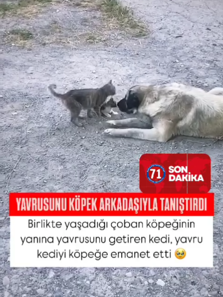 #kediköpekdostluğu #kedi #köpek #dost #yavrukedi #keşfetteyizzz #kesfet #keşfetbeniöneçıkar 