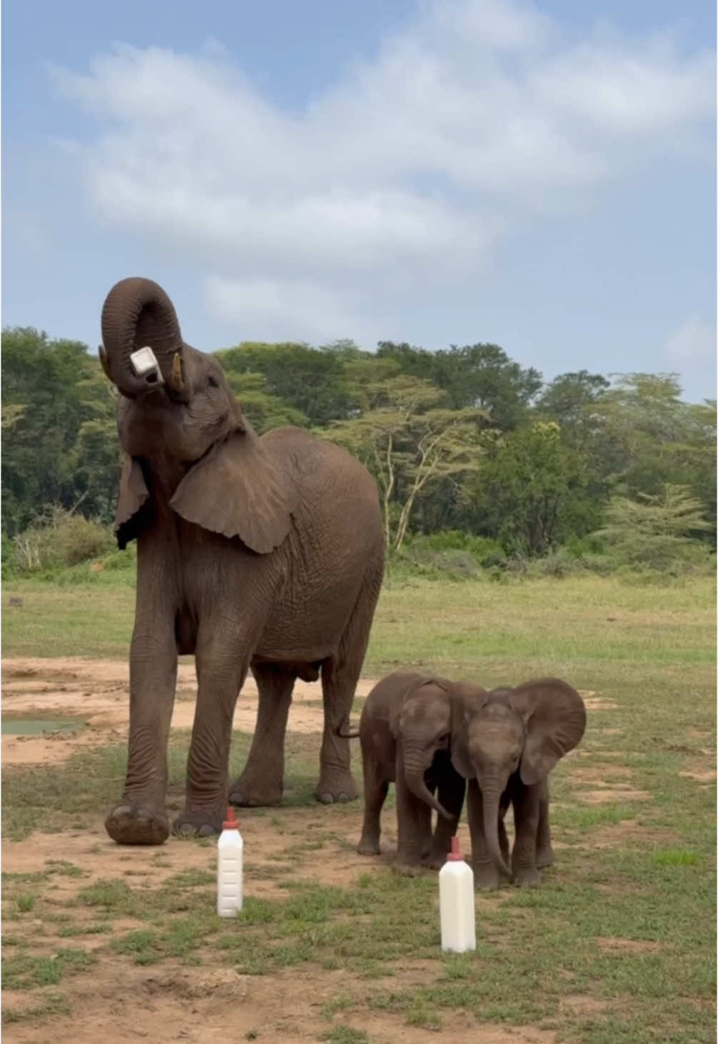 Our favourite bickering siblings (of sorts), Sulwe and Lenny, are constantly trying to outwit and outshine each other. They turn the midday milk feed into a fierce race to the finish line, stout legs pumping and ears flapping. It’s far too contentious to pick a winner — Sulwe is on the left, Lenny right — so we’ll just call it a draw! Ironically, the trophies waiting at the end — the milk bottles — aren’t even for them, as they only nurse from their mothers, Sonje and Lima Lima - and occasionally matriarch Murera! They’re simply racing because it's fun and baby elephants in a protected space can have as much fun as they please!  Meet Lenny, Sulwe, and the other ‘grandchildren’ born to our Orphans’ Project: sheldrickwildlifetrust.org/orphans/calves #Sheldricktrust #elephants #babyelephant #Running #calves #animals #rescue #wildlife #kenya #games #milk #sheldrickwildlifetrust #africa #cuteanimals #Siblings #family 