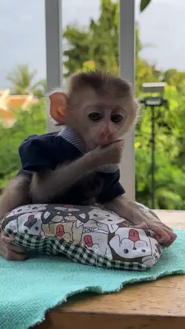 Top Cute 🥰  . . . #jenniferlopez #alexandradaddario #AngelinaJolie #MeganFox #margotrobbie #chrisevans #ChristianBale #AnneHathway  #ScarlettJohansson #elizabetholsen #JenniferLopez #JenniferAniston #JenniferLawrence #priyankachopra #KristenStewart #HaileeSteinfeld #wonderwoman #DC #mcu #MeganFox #kimkardashian #kendalljenner #monkeylove #monkeybaby #adorable #adorablemonkey #babyanimal #monkeysmart #reelsfypシ #reel