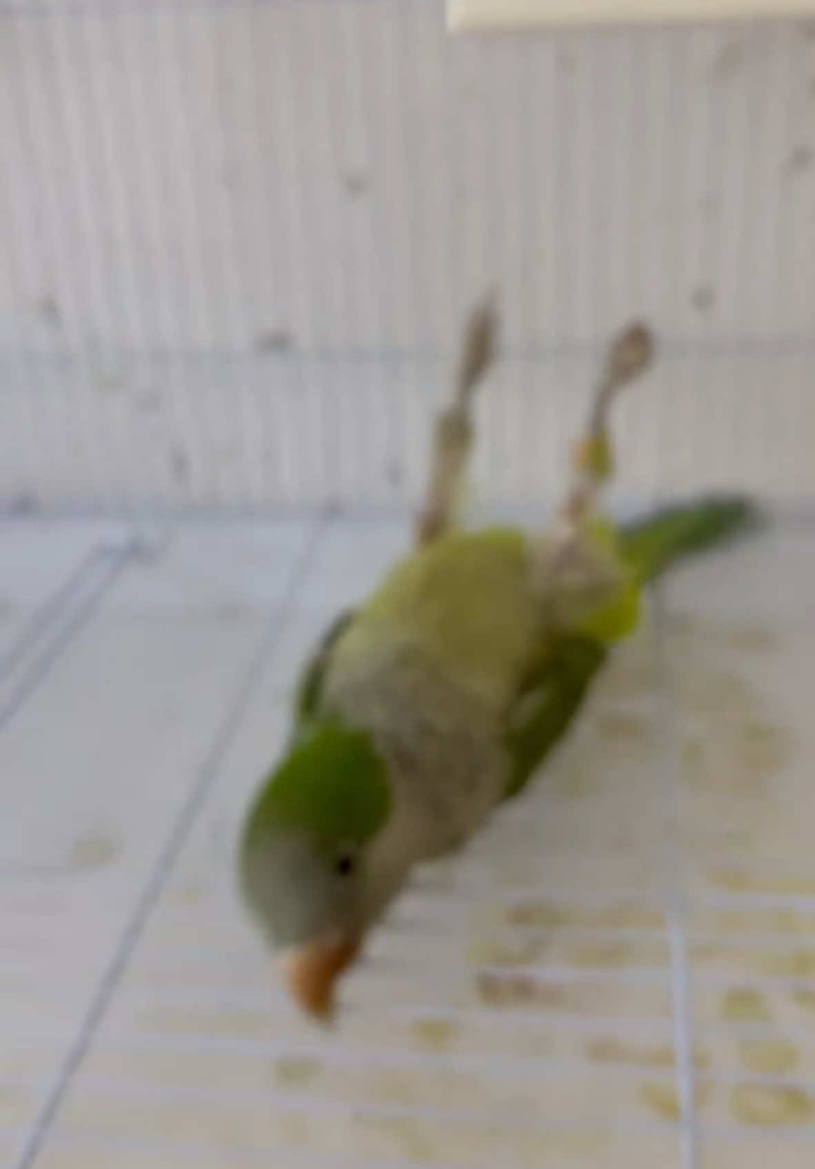 ببغاء الكويكر مشلول 🥺 #birdslove #bird #animalsoftiktok #viral_video #fyp #ببغاء_مشلول #اعاقتي_ليست_نهايتي 