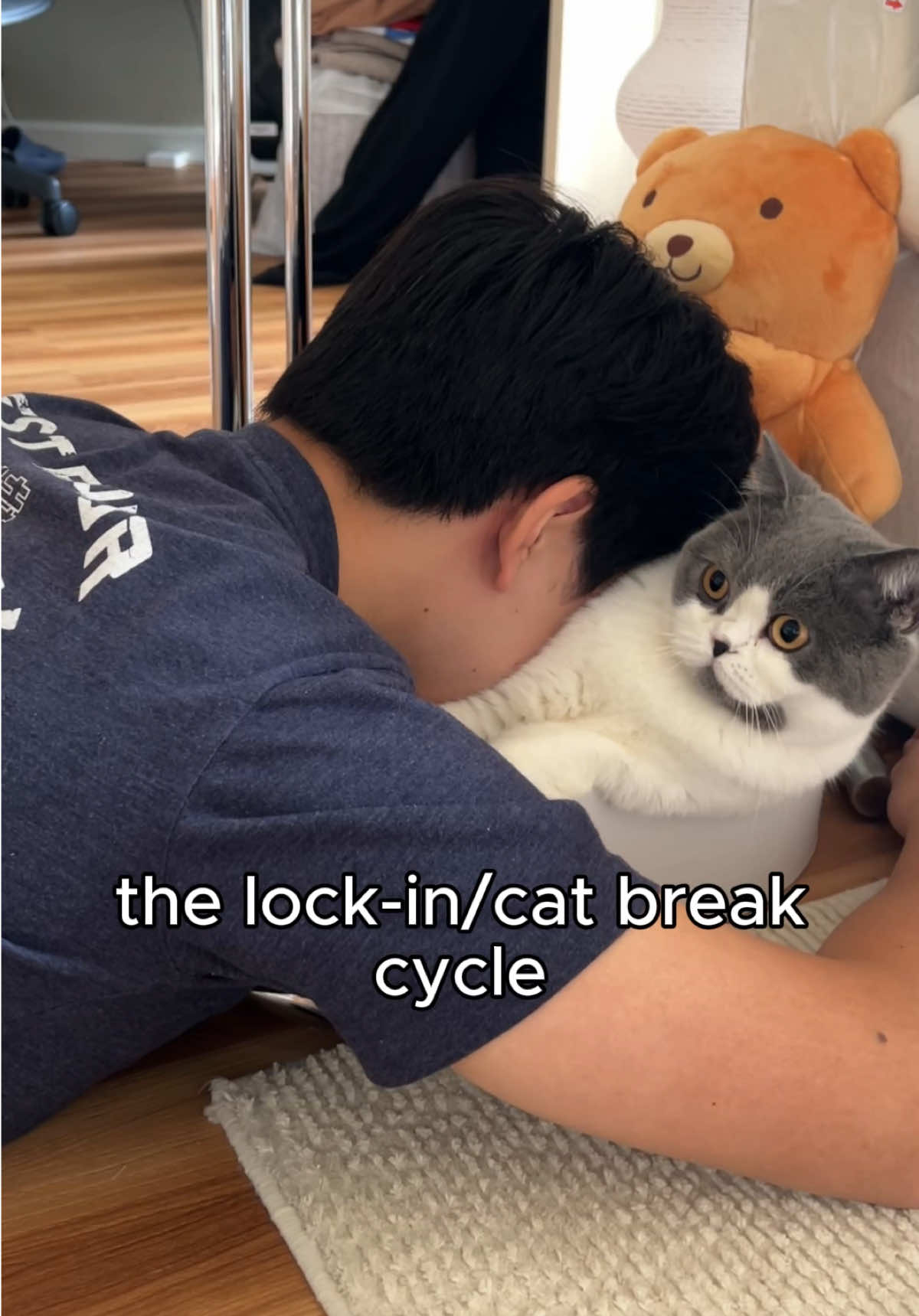 This is my therapy  #catsoftiktok #cutecats #funnycats #catmemes #funnycatvideos