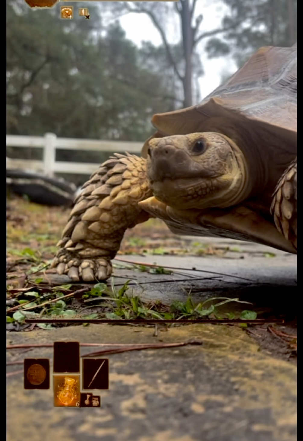 Watch me roll around this idiot,  I’m taking this beast down.  But seriously one day he will be rideable.. and it’ll be awesome.  #ponyo #tortoise #sulcata #kids #games #gamer #memes #dankmemes #exoticpets #wildlife #darksouls #darksoulsmemes #pets #tortoisesoftiktok #bigguy #roll #dodge #attack @petsoftiktok 