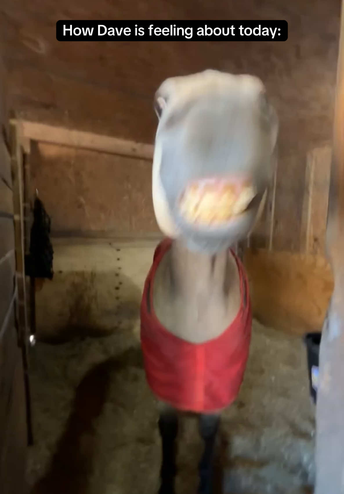 He reminds me of a piranha 🫥 #equestrian #horses #eq #horsesoftiktok #horse #horsesontiktok #equestriansoftiktok #equine #equestriangirl #equestrianlife #horseriding #horsetok #horsegirl #gelding #buckskin #fyp #fypシ゚viral #fypシ #foryoupage #foryourpage #trending #trend #foru #forupage #viralvideo #funnyvideo #funnymoments #viraltiktok 