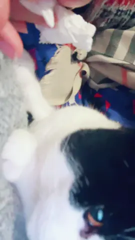 Cats of tiktok#cats#pet