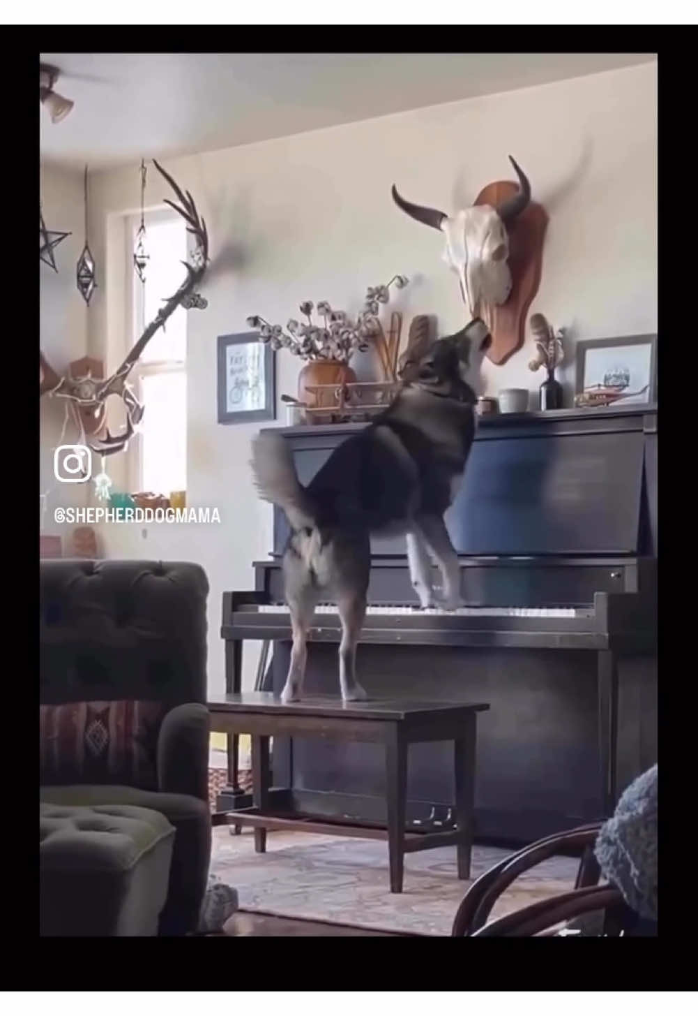 🎹🐕‍🦺 #piano #pianist #husky #dog #huskylife #huskysoftiktok #huskylove #dogoftheday #dogtok #concert #dogsofttiktok