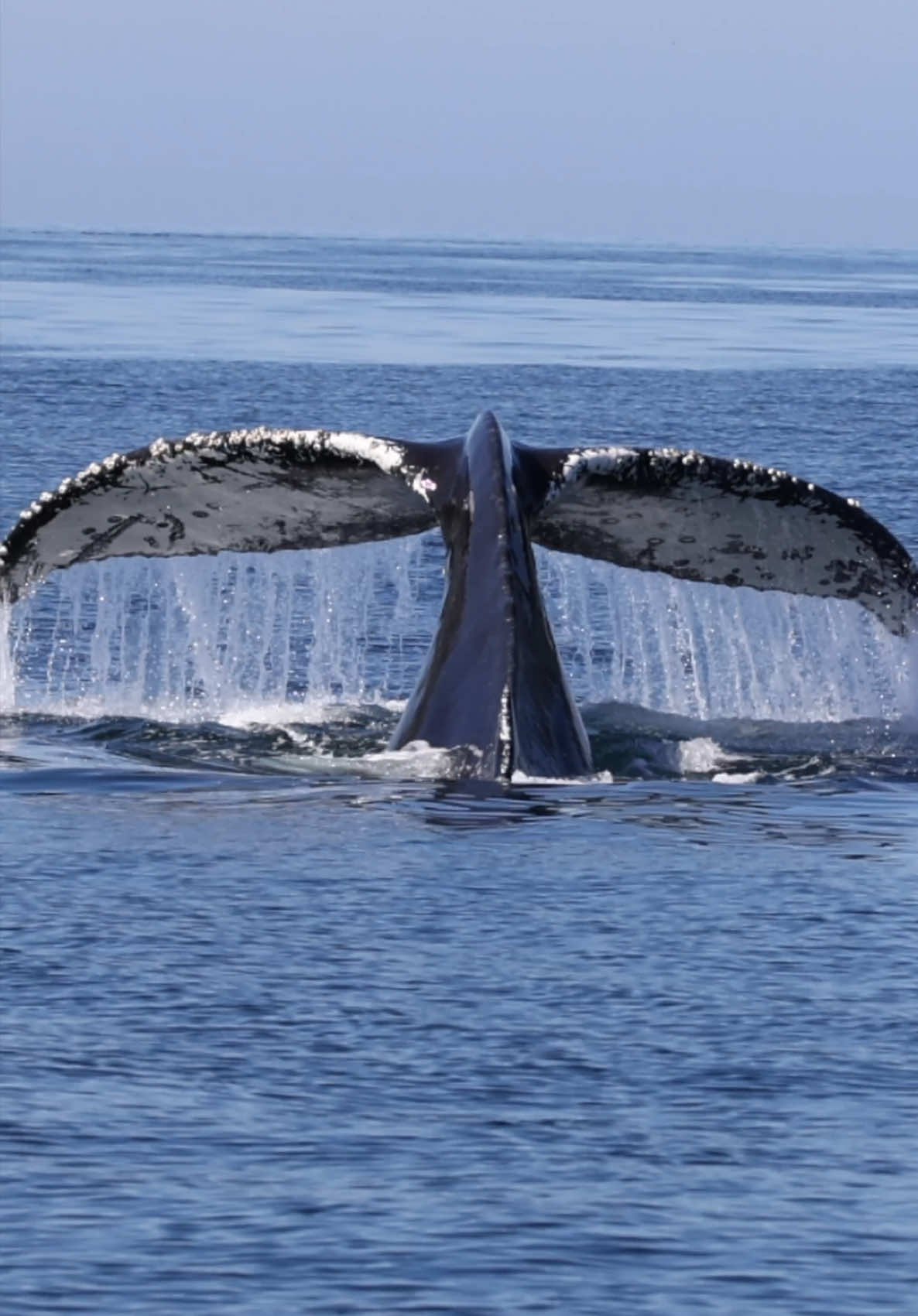 We love capturing the unique underside of whales tails as they dive towards us, offering a glimpse of their own patterns in their individualistic styles.  🐳Book now using link in bio🎉 #whalewatching #tail #style #unique #jump #iphone #fly #low #news #media #lunges #wildlife #montereycalifornia #coast #cali #sun #fun 