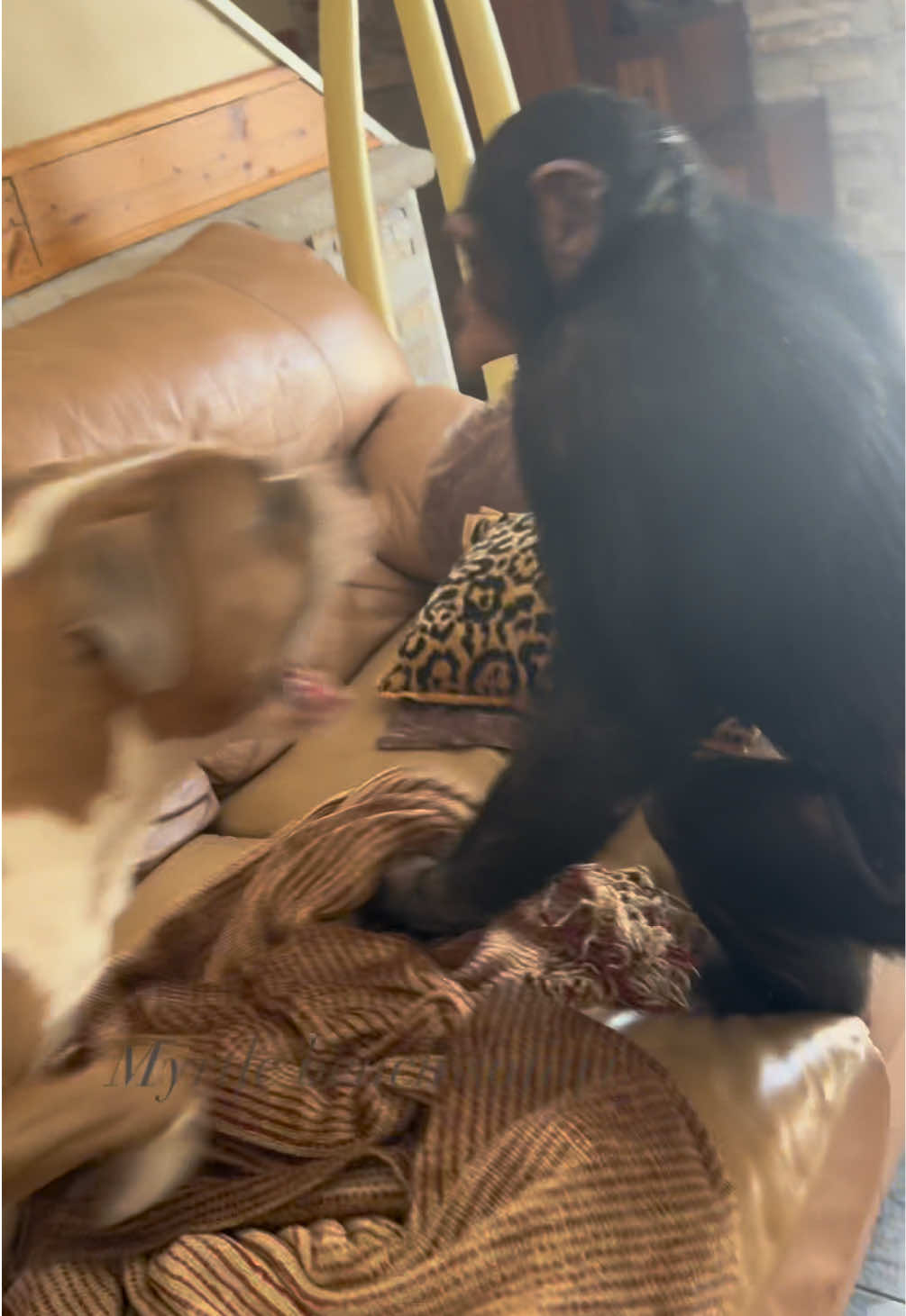 Wrestlemania! Tara the chimpanzee and Osiris the pitbull are the best of friends and have so much fun together 🦍🐕❤️ • • • #Chimps #chimpanzee #chimps #apes #cuteanimals #animalsaddict #animals #explorepage #animals #animallover #monkey #monkeys #monkeyseemonkeydo #monkeylove #riolilly #vali #dog #pitbull #unlikelyanimalfriends #riolilly #pitty #bullies 