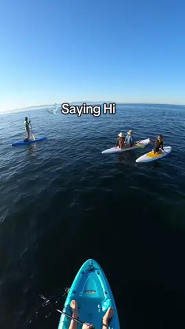 A group whales came to say hi during a little paddle session 